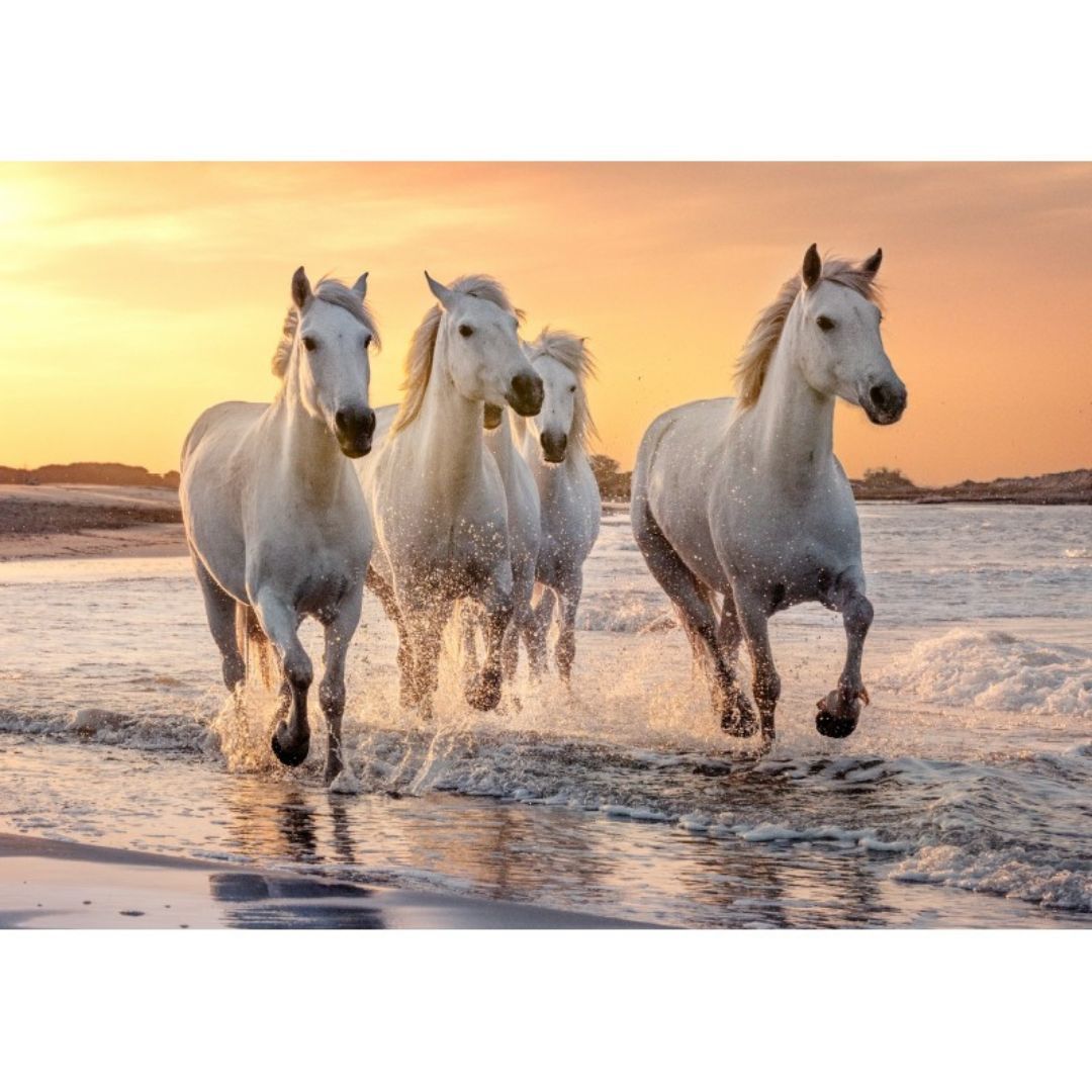 Sentosphère - PUZZLE 500 P XL - Chevaux en Camargue